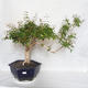 Izbová bonsai - Austrálska čerešňa - Eugenia uniflora - 1/4