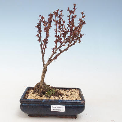 Vonkajšie bonsai - Berberis thunbergii Atropurpureum - dráč VB2020-276 - 1