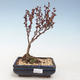 Vonkajšie bonsai - Berberis thunbergii Atropurpureum - dráč VB2020-276 - 1/2