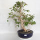 Izbová bonsai - Austrálska čerešňa - Eugenia uniflora - 1/5