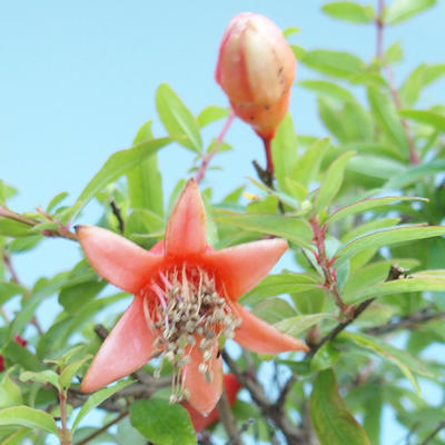 Izbová bonsai-Punic granatum nana-Granátové jablko PB2201078 - 1