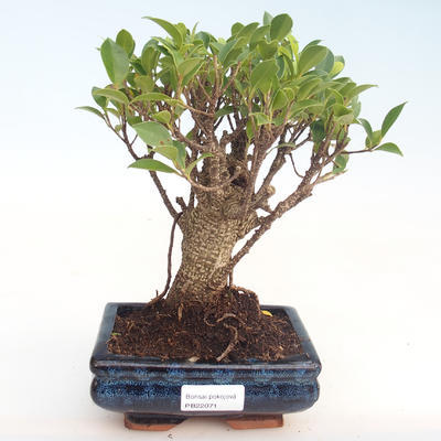 Pokojová bonsai - Ficus retusa -  malolistý fíkus PB22071 - 1
