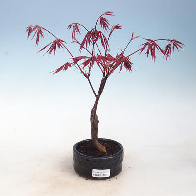 Vonkajšie bonsai - Acer palm. Atropurpureum-Javor dlaňolistý