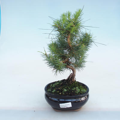 Izbová bonsai-Pinus halepensis-Borovica alepská PB220802