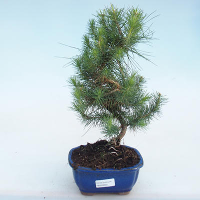 Izbová bonsai-Pinus halepensis-Borovica alepská PB220803