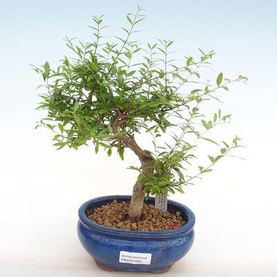Izbová bonsai-Punic granatum nana-Granátové jablko PB2201080 - 1