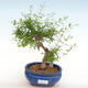 Izbová bonsai-Punic granatum nana-Granátové jablko PB2201080 - 1/3