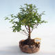 Izbová bonsai - Sagerécie thea - Sagerécie thea PB220839 - 1/4