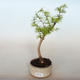 Vonkajší bonsai -Pseudolarix amabis-Pamodřín - 1/3