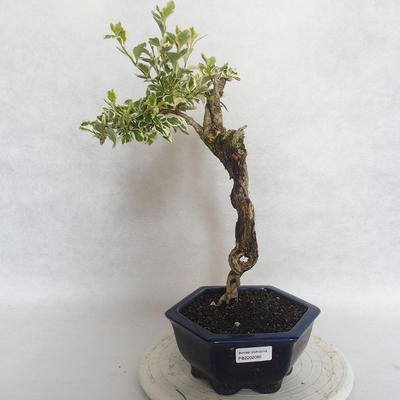Izbová bonsai - Durant erecta Variegata - 1