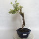 Izbová bonsai - Durant erecta Variegata - 1/5
