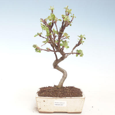 Vonkajšie bonsai - Malus halliana - Maloplodé jabloň VB2020-287 - 1