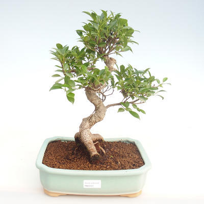 Pokojová bonsai - Ficus retusa -  malolistý fíkus PB22081 - 1