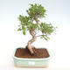 Pokojová bonsai - Ficus retusa -  malolistý fíkus PB22081 - 1/2
