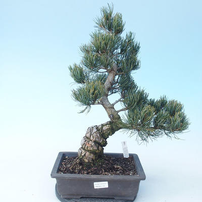 Pinus parviflora - borovica drobnokvetá VB2020-118 - 1