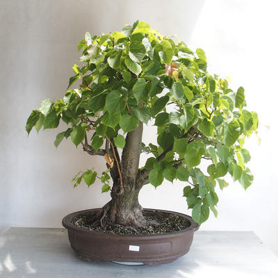 Vonkajšie bonsai - Lipa malolistá - Tilia cordata - 1
