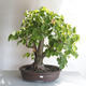 Vonkajšie bonsai - Lipa malolistá - Tilia cordata - 1/5