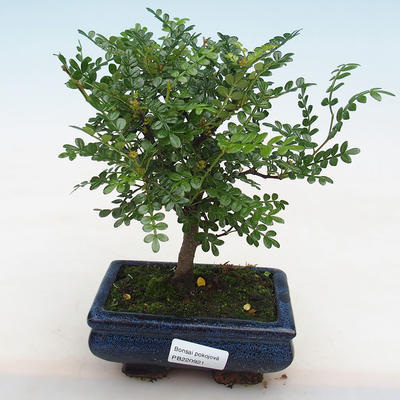 Izbová bonsai - Zantoxylum piperitum - Piepor - 1