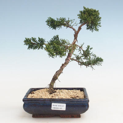 Vonkajšie bonsai - Juniperus chinensis -Jalovec čínsky VB-2020-197