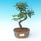 Izbová bonsai - Ulmus parvifolia - malolistá brest - 1/3