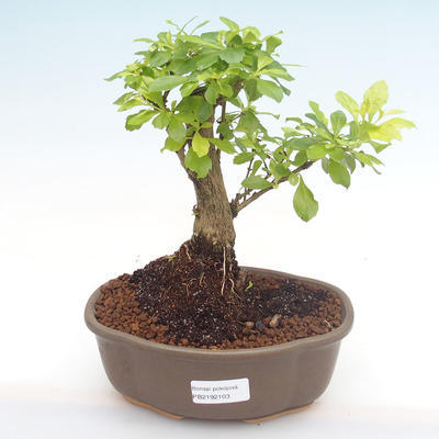 Pokojová bonsai - Duranta erecta Aurea PB2192103 - 1