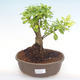 Pokojová bonsai - Duranta erecta Aurea PB2192103 - 1/3