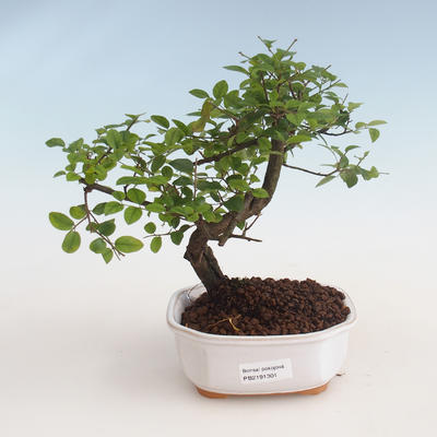Pokojová bonsai - Sagerécie thea - Sagerécie thea 412-PB2191301 - 1