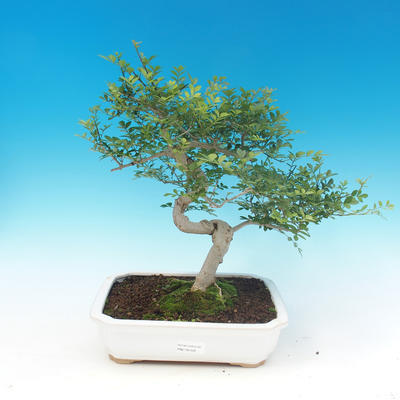 Izbová bonsai - Fraxinus uhdeii - izbový Jaseň - 1