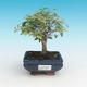 Izbová bonsai -Ligustrum chinensis - Vtáčí zob - 1/4