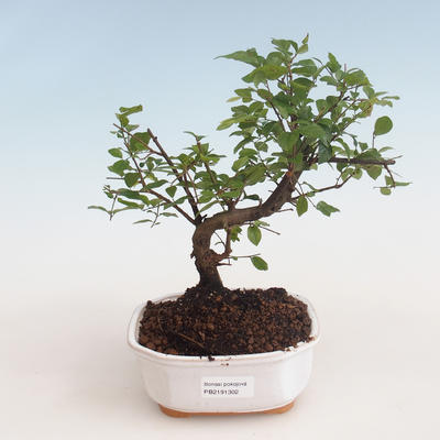 Pokojová bonsai - Sagerécie thea - Sagerécie thea 412-PB2191302 - 1
