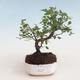 Pokojová bonsai - Sagerécie thea - Sagerécie thea 412-PB2191302 - 1/4