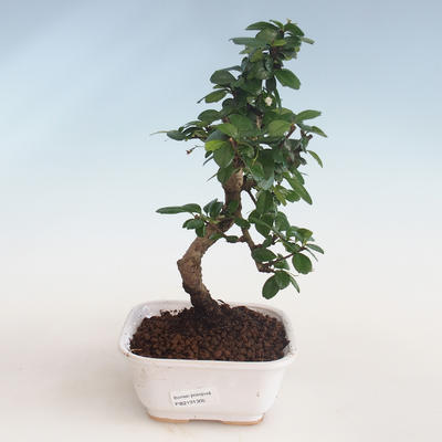 Pokojová bonsai - Carmona macrophylla - Čaj fuki PB2191305 - 1
