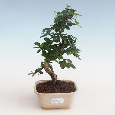 Pokojová bonsai - Carmona macrophylla - Čaj fuki PB2191309 - 1