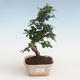 Pokojová bonsai - Carmona macrophylla - Čaj fuki PB2191309 - 1/5