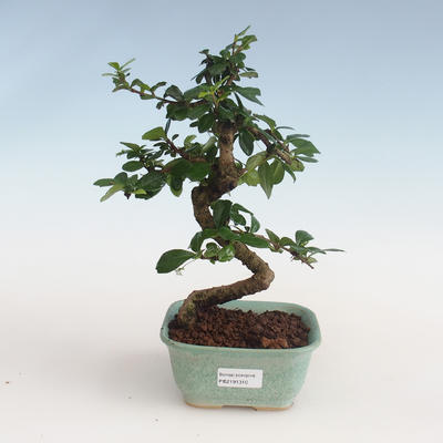 Pokojová bonsai - Carmona macrophylla - Čaj fuki PB2191310 - 1