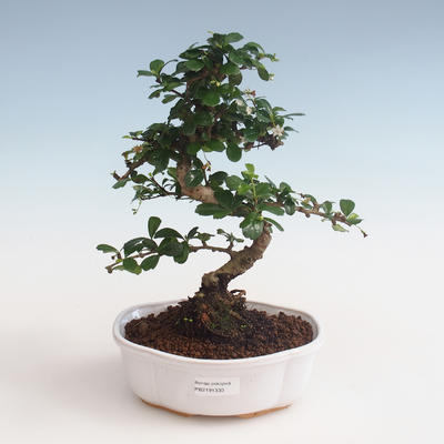 Pokojová bonsai - Carmona macrophylla - Čaj fuki PB2191330 - 1