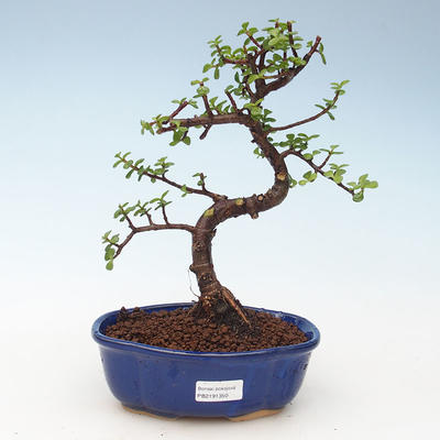 Pokojová bonsai - Portulakaria Afra - Tlustice 414-PB2191350 - 1