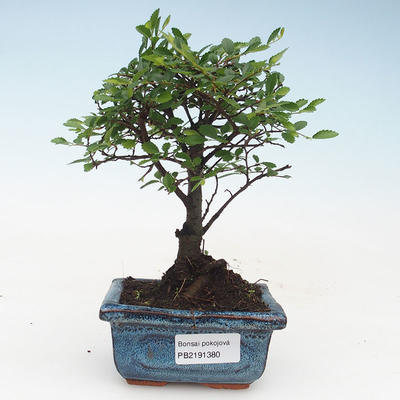 Pokojová bonsai- Ulmus Parvifolia-Malolistý jilm 414-PB2191380