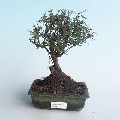 Pokojová bonsai - Sagerécie thea - Sagerécie thea 414-PB2191406 - 1