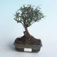Pokojová bonsai - Sagerécie thea - Sagerécie thea 414-PB2191406 - 1/4