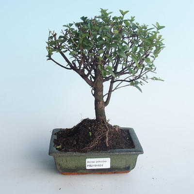 Pokojová bonsai - Sagerécie thea - Sagerécie thea 414-PB2191409 - 1