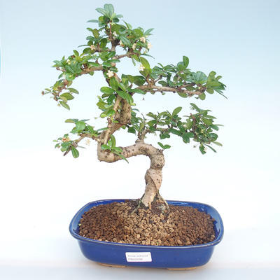 Pokojová bonsai - Carmona macrophylla - Čaj fuki PB220392 - 1