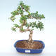 Pokojová bonsai - Carmona macrophylla - Čaj fuki PB220392 - 1/5