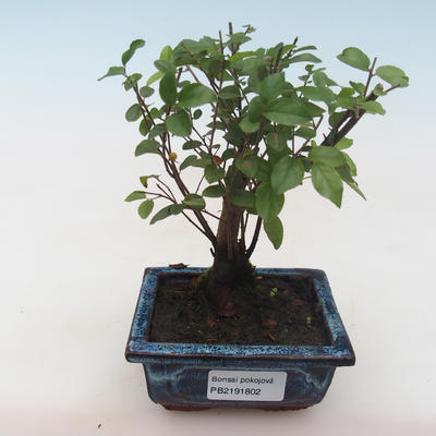 Pokojová bonsai - Sagerécie thea - Sagerécie thea PB2191802 - 1