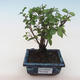 Pokojová bonsai - Sagerécie thea - Sagerécie thea PB2191802 - 1/4