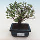 Pokojová bonsai - Sagerécie thea - Sagerécie thea PB2191803 - 1/4