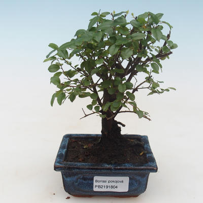 Pokojová bonsai - Sagerécie thea - Sagerécie thea PB2191804 - 1