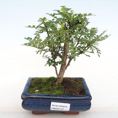 Izbová bonsai - Zantoxylum piperitum - Piepor PB2201101 - 1