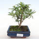 Izbová bonsai - Zantoxylum piperitum - Piepor PB2201101 - 1/4