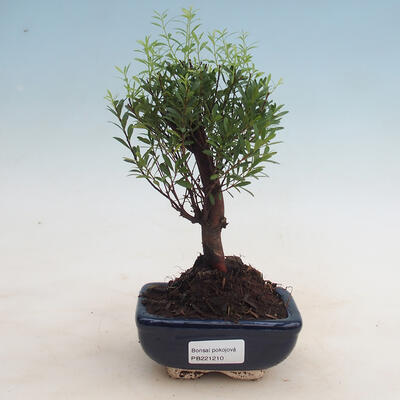 Izbová bonsai - Syzygium - pimentovníka - 1